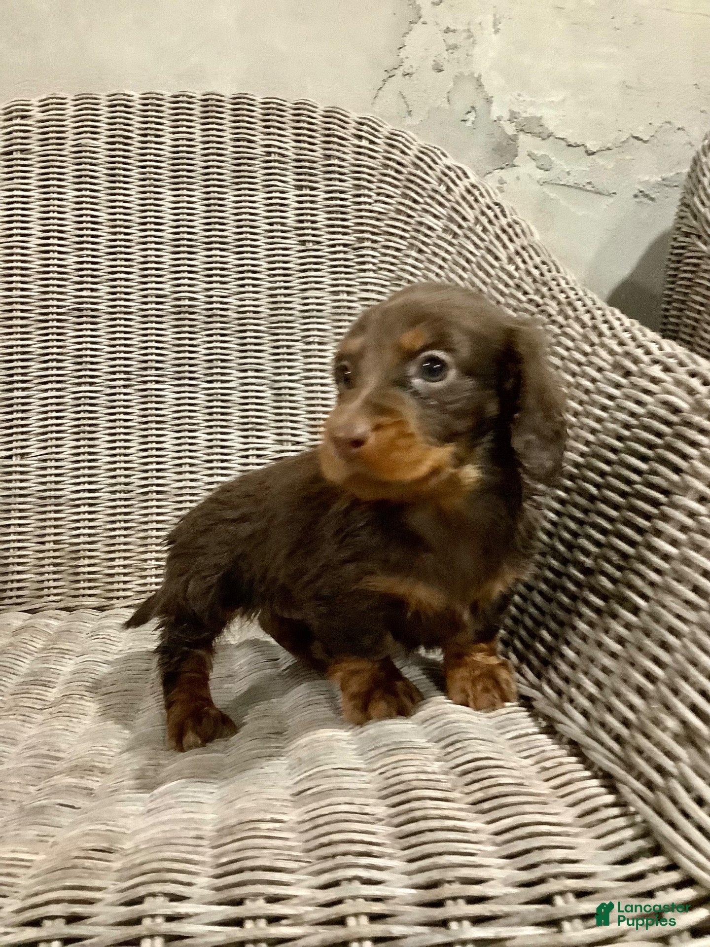 Miniature Dachshund dogs for sale: Annie - Ad 3