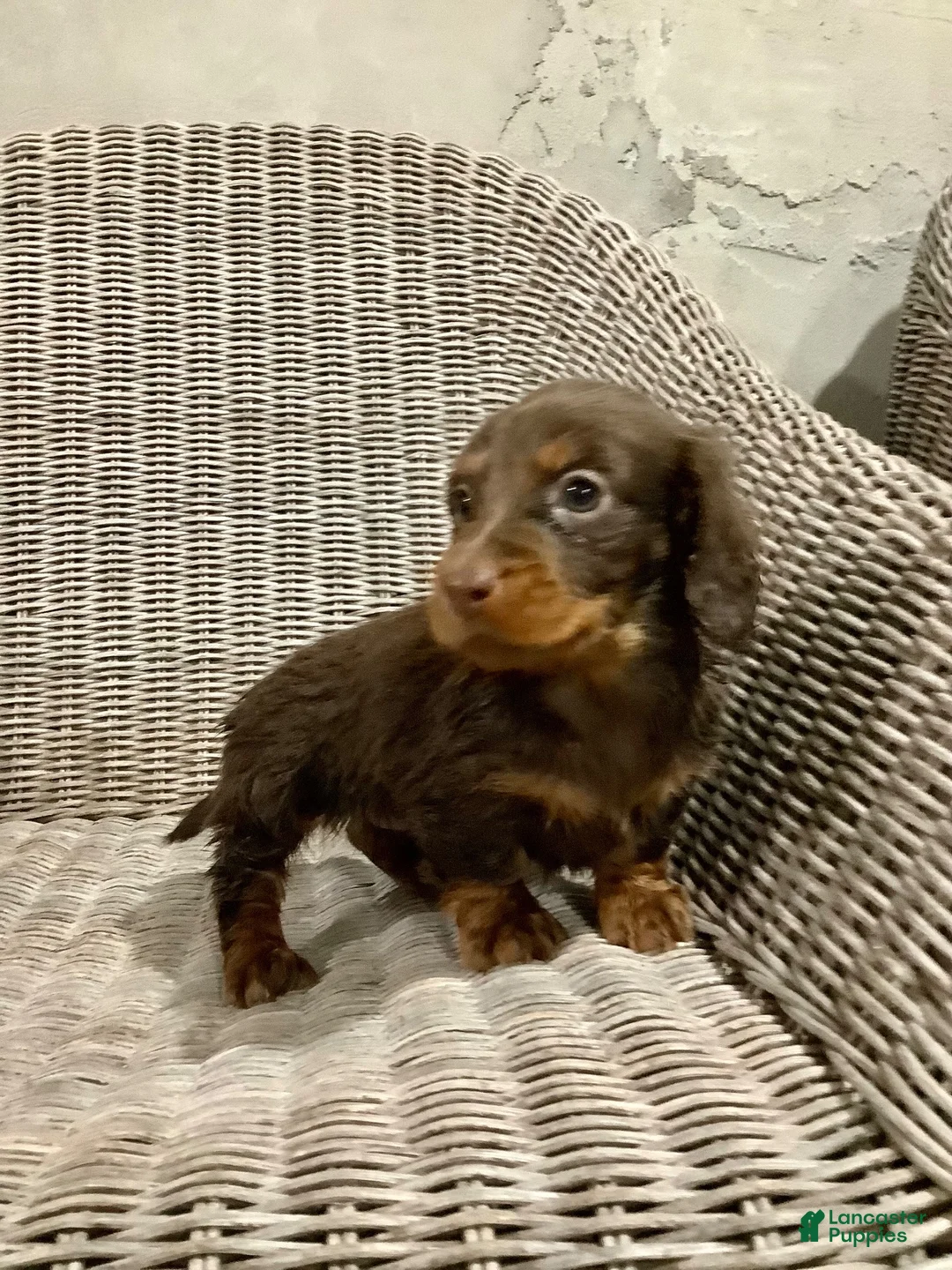 Miniature Dachshund dogs for sale: Annie - Ad 1