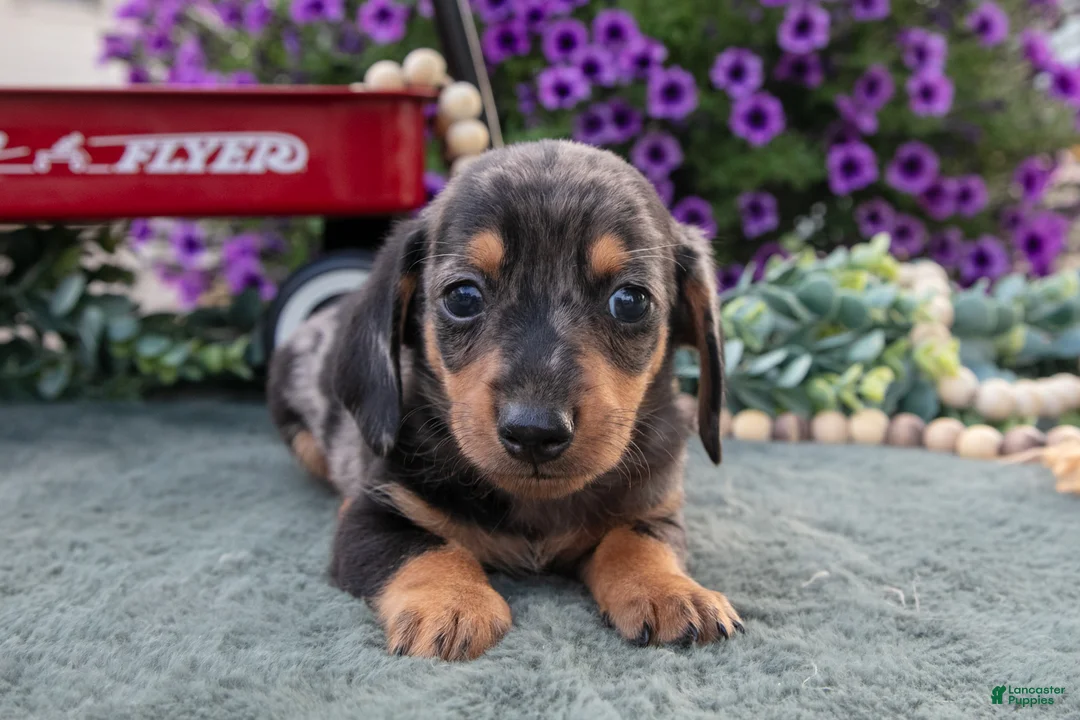 Miniature Dachshund dogs for sale: Charles - Ad 2