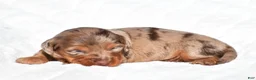 Miniature Dachshund dogs for sale: Harper - Ad 4
