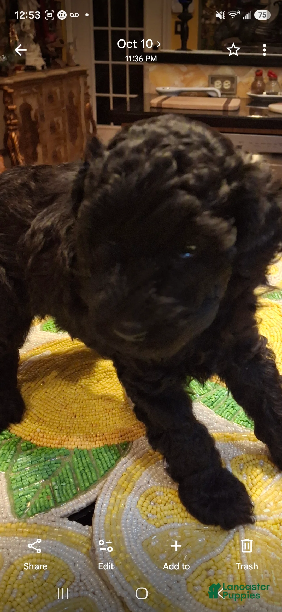 Miniature Poodle dogs for sale: Bismark - Ad 1