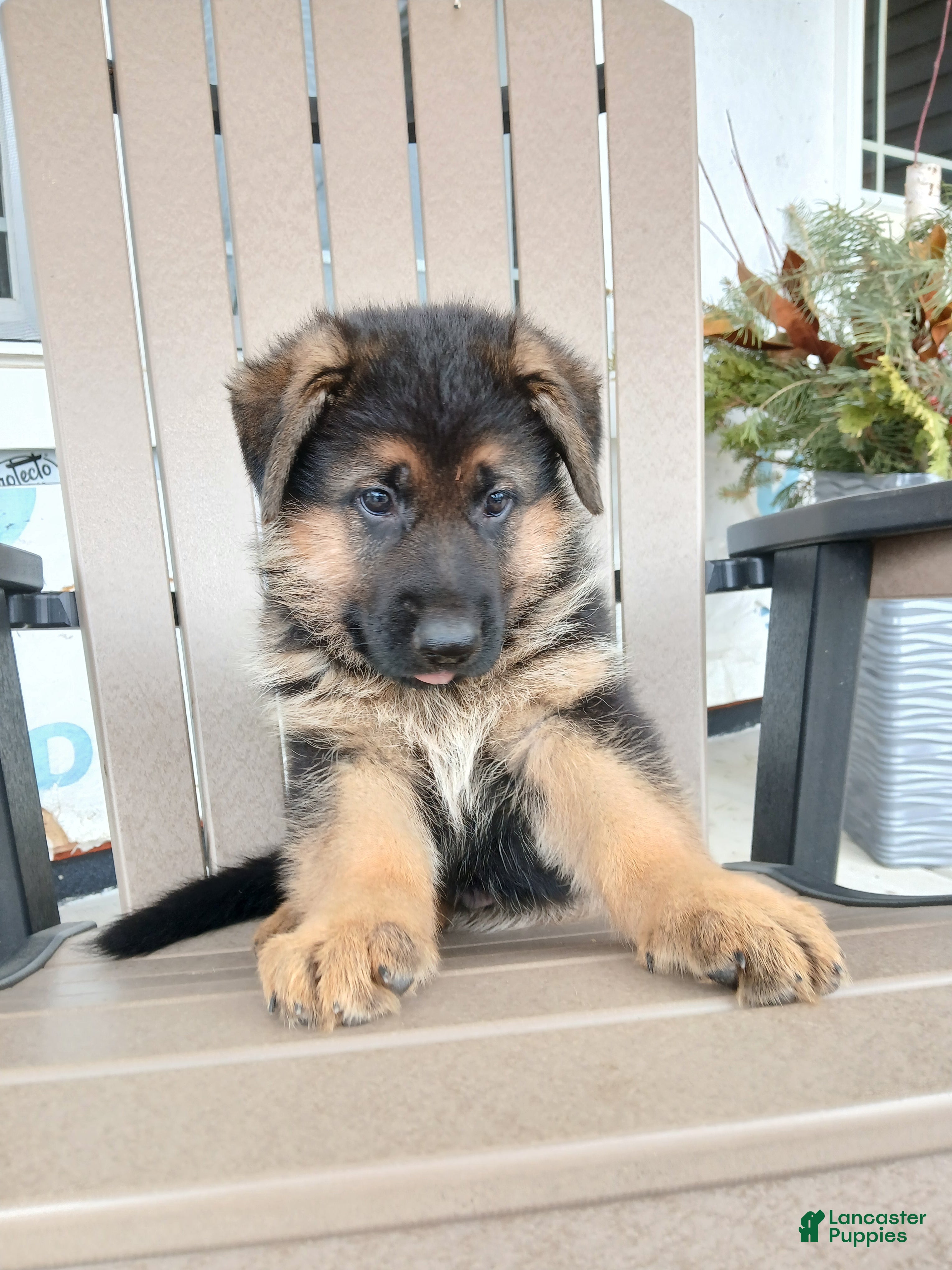 German Shepherd dogs Titan - Ad 1