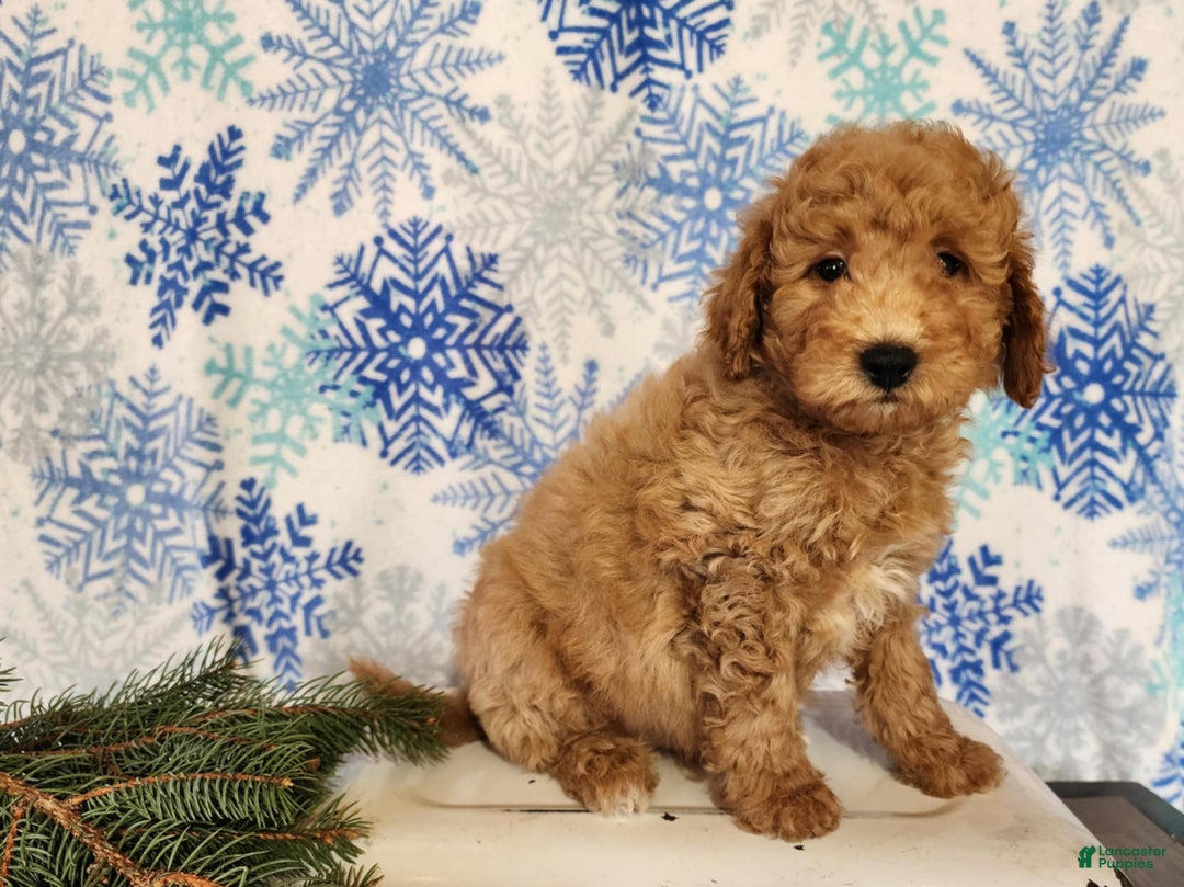 Mini Goldendoodle dogs for sale: Nash - Ad 10