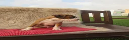 Boxer dogs for sale: Kade - Ad 9