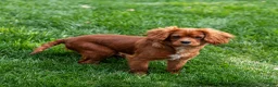 Cavalier King Charles Spaniel dogs for sale: Riley - Ad 2