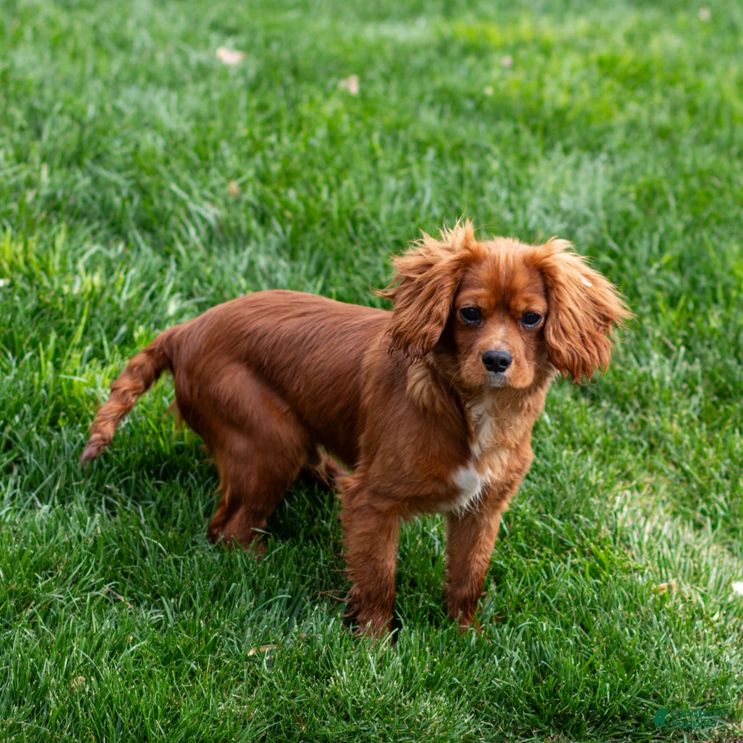 Cavalier King Charles Spaniel dogs for sale: Riley - Ad 2