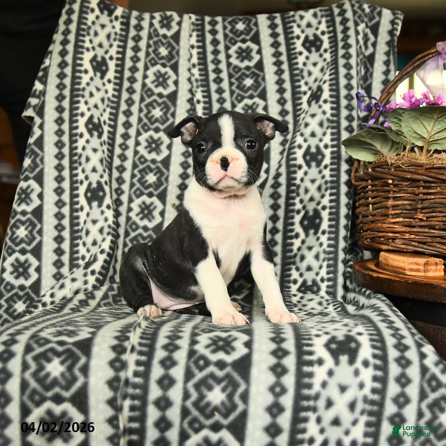 Boston Terrier dogs Michell - Ad 1