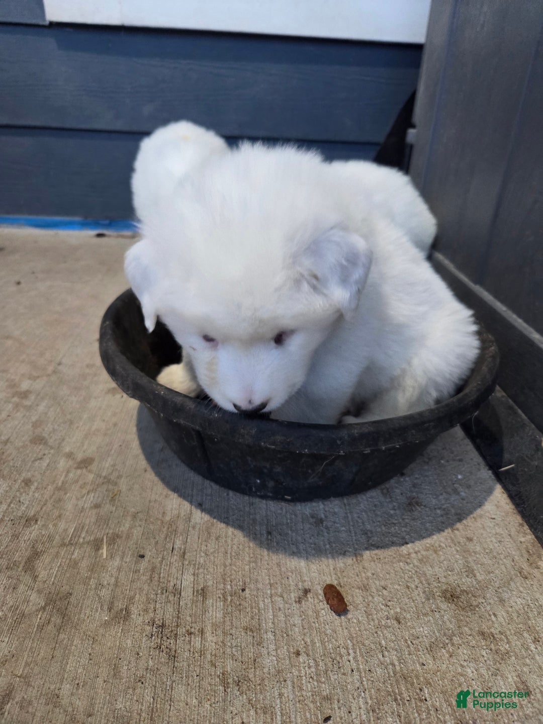 Great Pyrenees dogs for sale: Casper - Ad 10