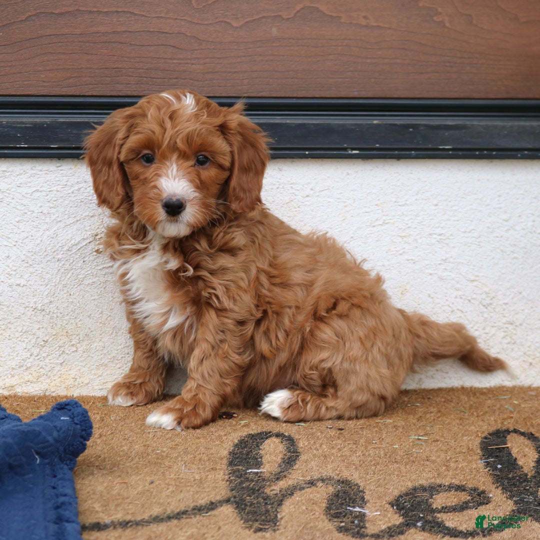 Mini Goldendoodle dogs for sale: Lionel  - Ad 2