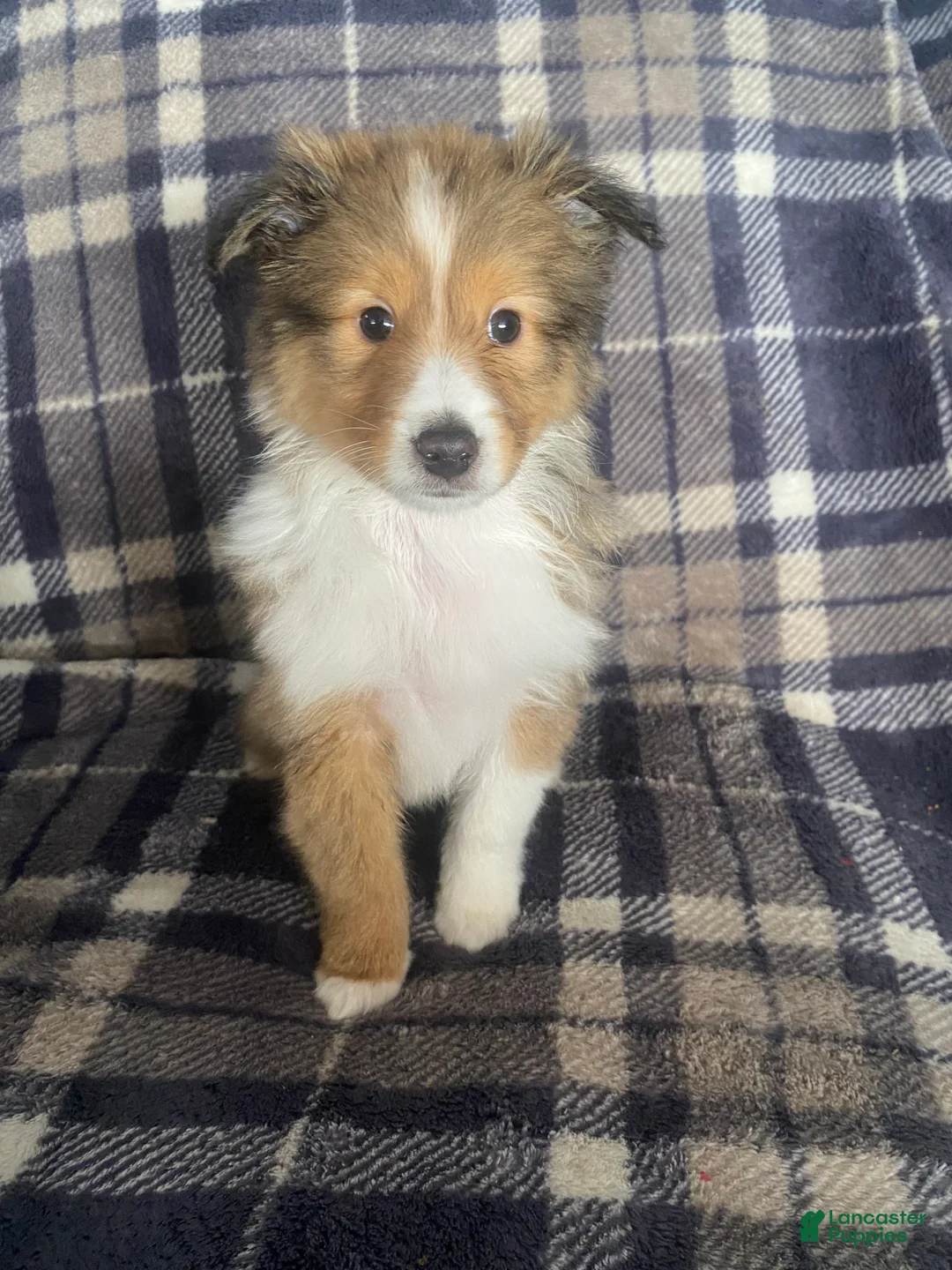 Shetland Sheepdog dogs for sale: Shetland Sheepdog Puppy 2 - Ad 1