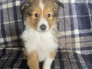 Shetland Sheepdog dogs Shetland Sheepdog Puppy 2 - Ad 27