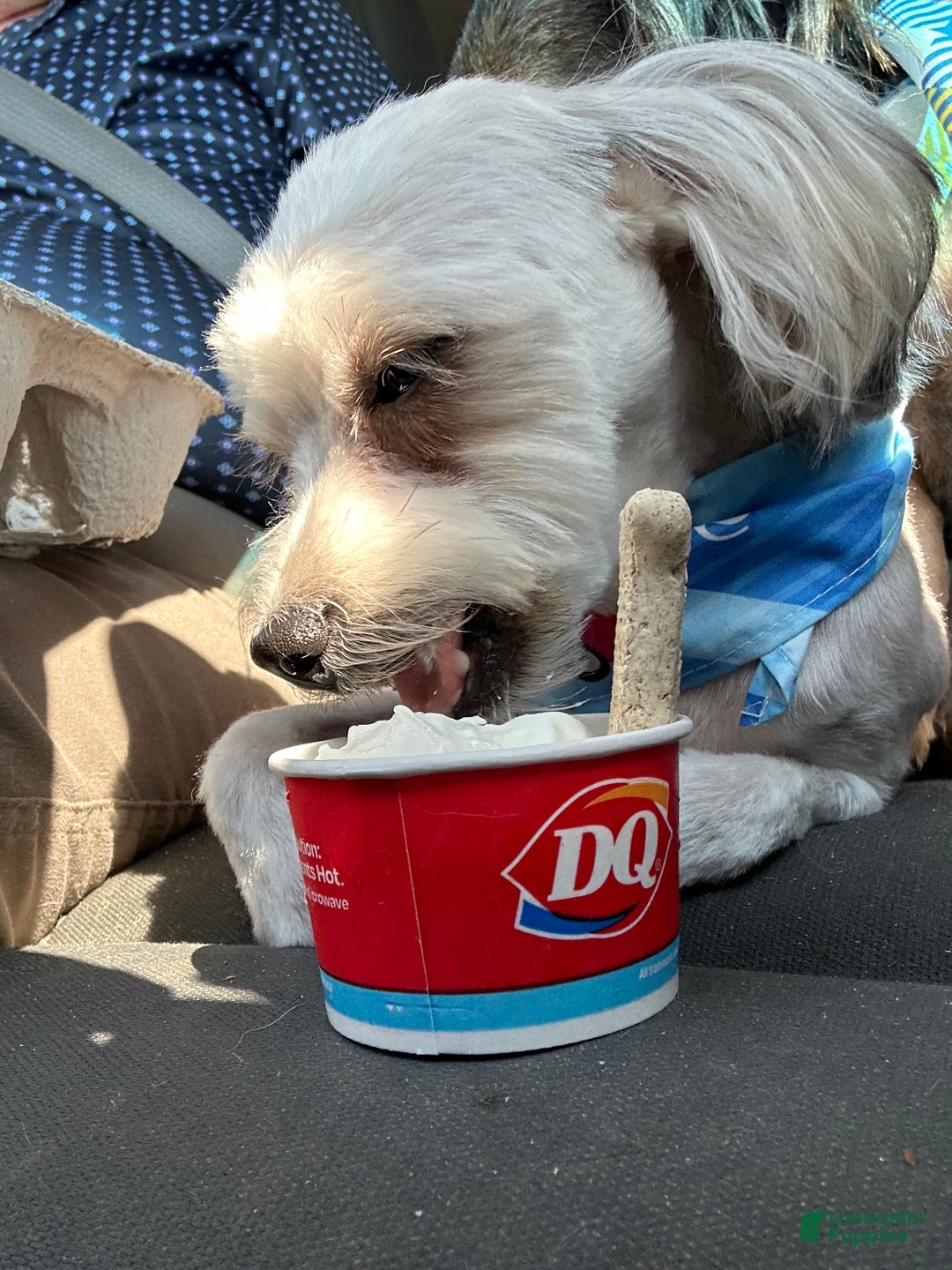 Yorkiepoo dogs for sale: Gilbert - Ad 17