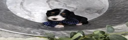 Miniature Dachshund dogs for sale: Bingo - Ad 4