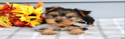 Yorkshire Terrier dogs for sale: Cora - Ad 8