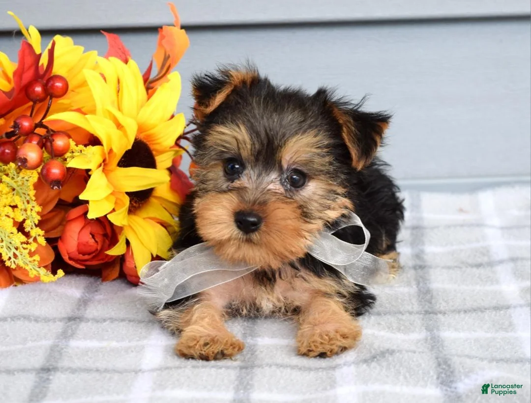 Yorkshire Terrier dogs for sale: Cora - Ad 8