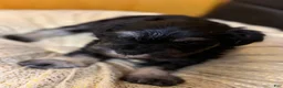 Schnauzer dogs for sale: Schnauzer Puppy 2 - Ad 4