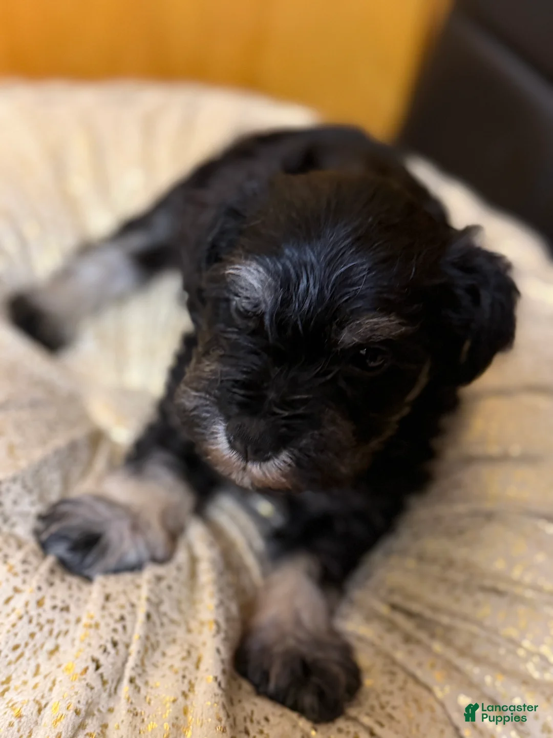 Schnauzer dogs for sale: Schnauzer Puppy 3 - Ad 2