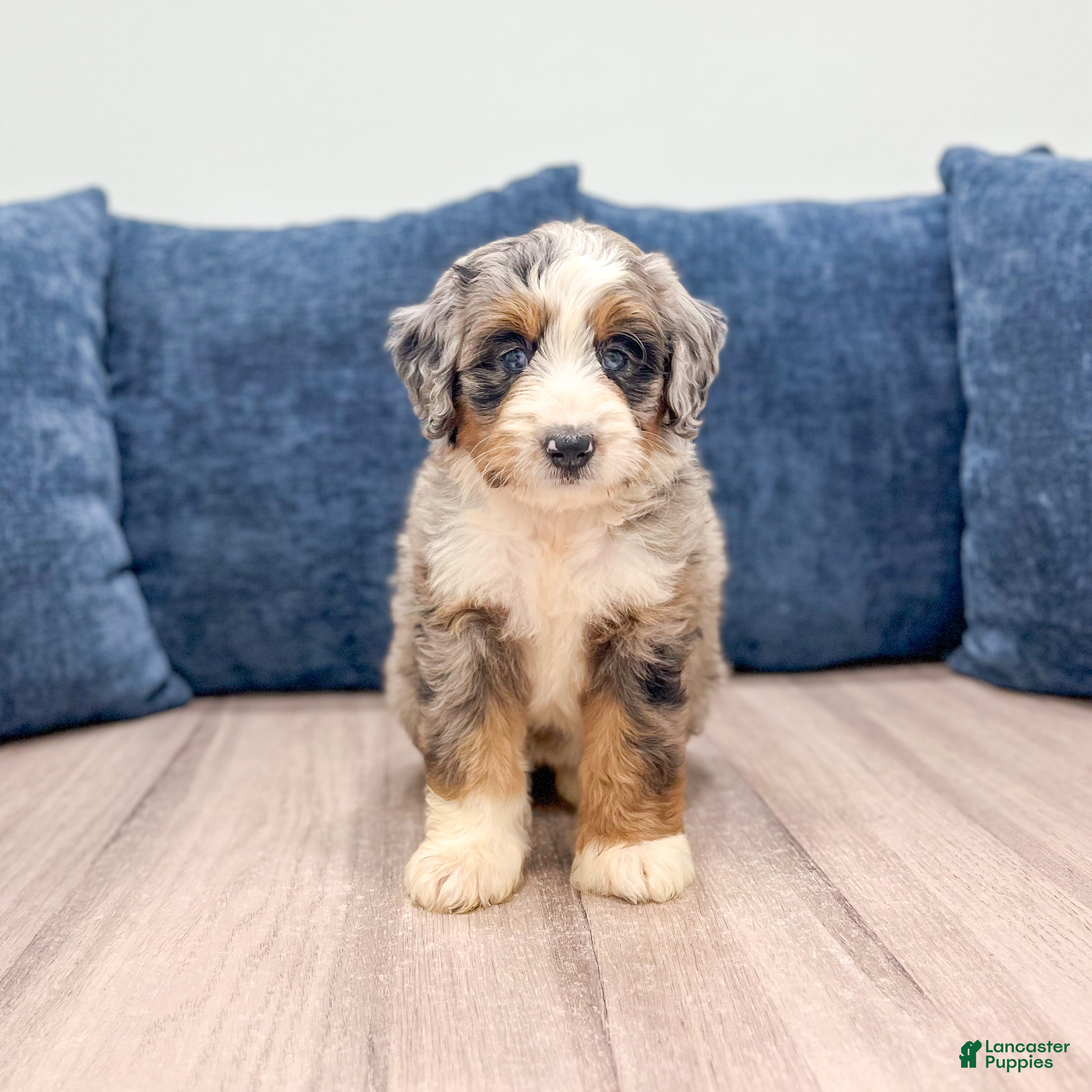 Mini Bernedoodle dogs Luna - Ad 1