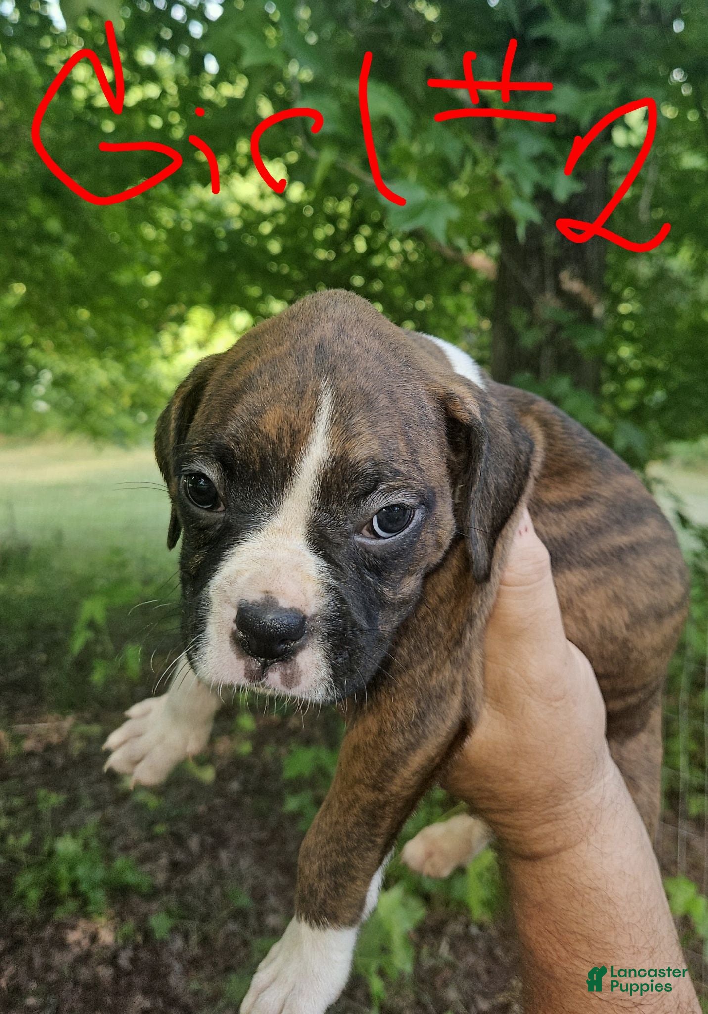 Boxer dogs Boxer 6 - Ad 24