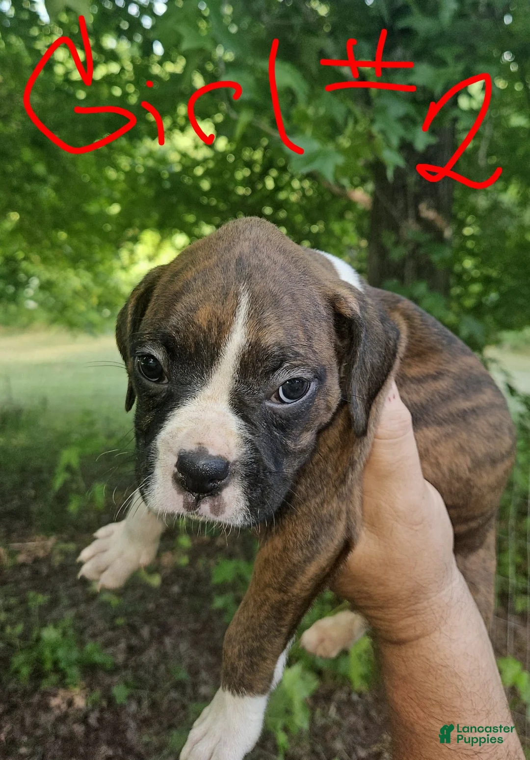Boxer dogs for sale: Boxer 6 - Ad 1