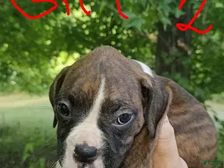 Boxer dogs Boxer 6 - Ad 25