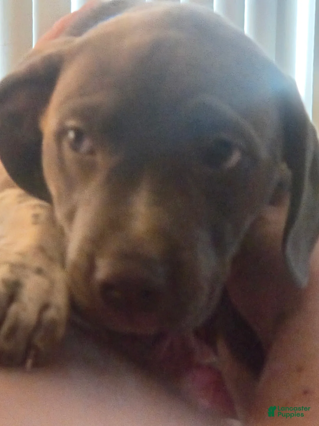 American Pit Bull Terrier dogs for sale: American Pit Bull Terrier Puppy 1 - Ad 2