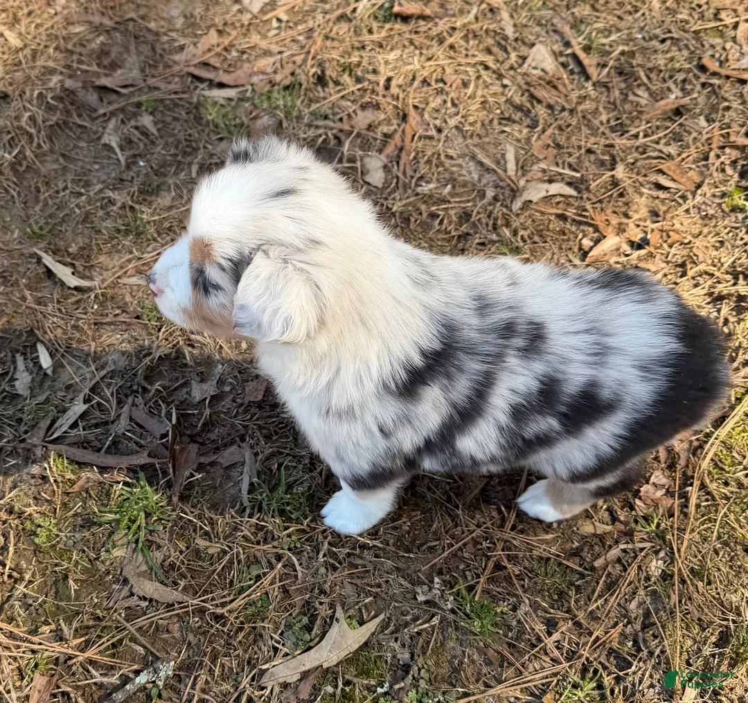 Australian Shepherd dogs for sale: Cupcake - Ad 2