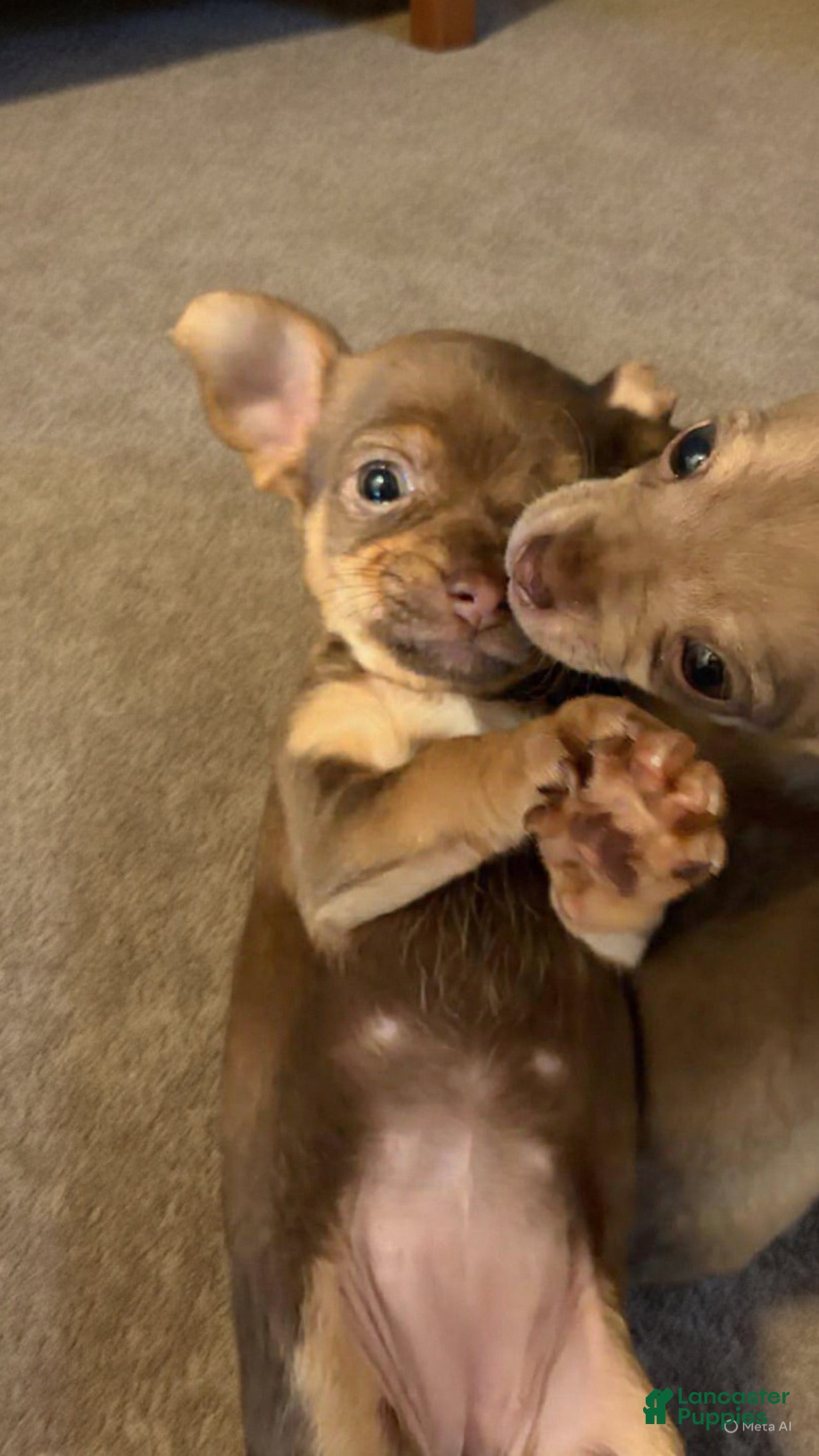 Chihuahua dogs Chihuahua Puppy 4 - Ad 40