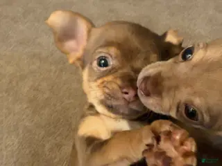 Chihuahua dogs Chihuahua Puppy 4 - Ad 40