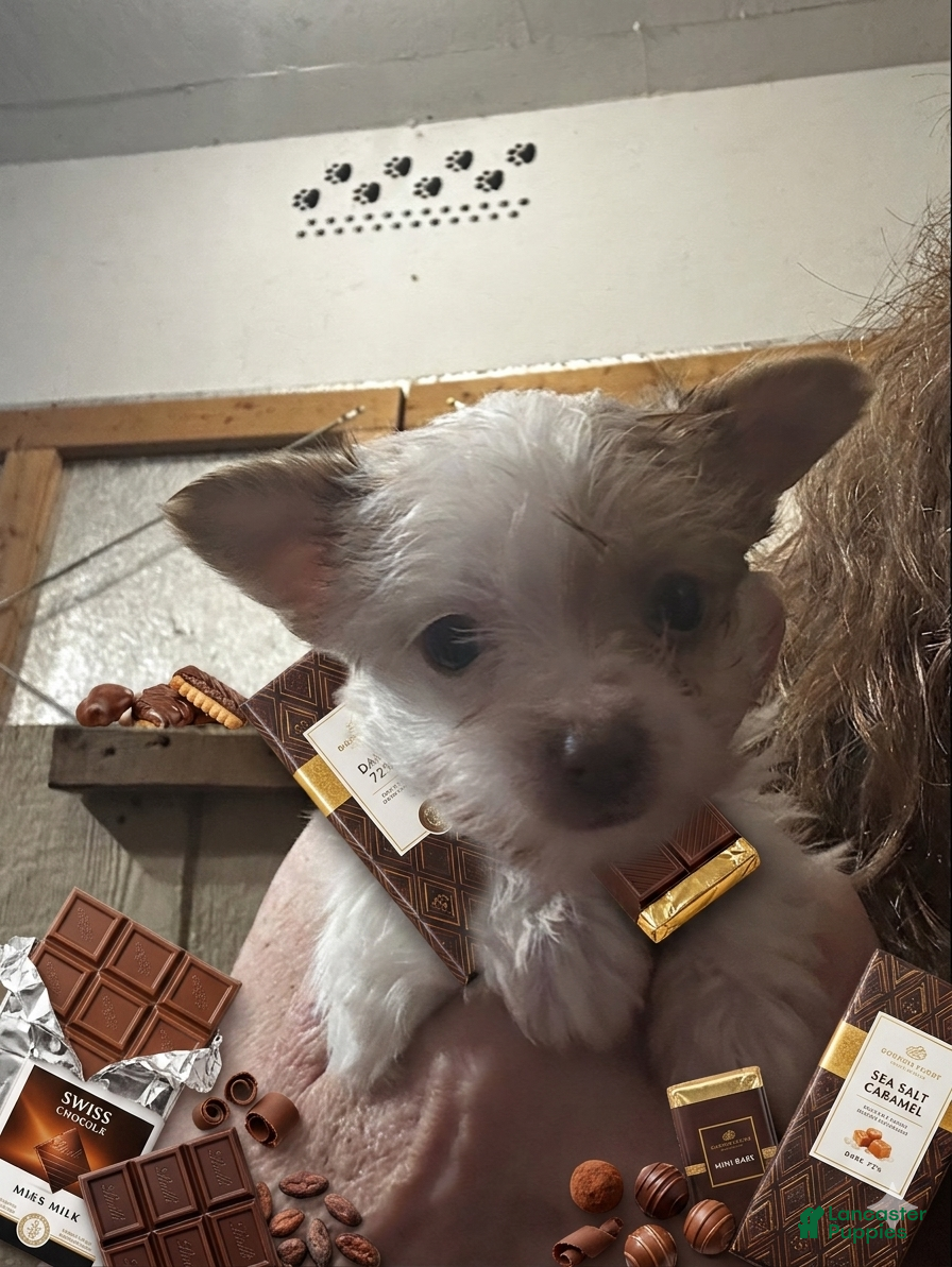 Yorkshire Terrier dogs AKC Smooches 💋  - Ad 2