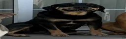 Mixed Breed dogs for sale: Mixed Breed 2 - Ad 4