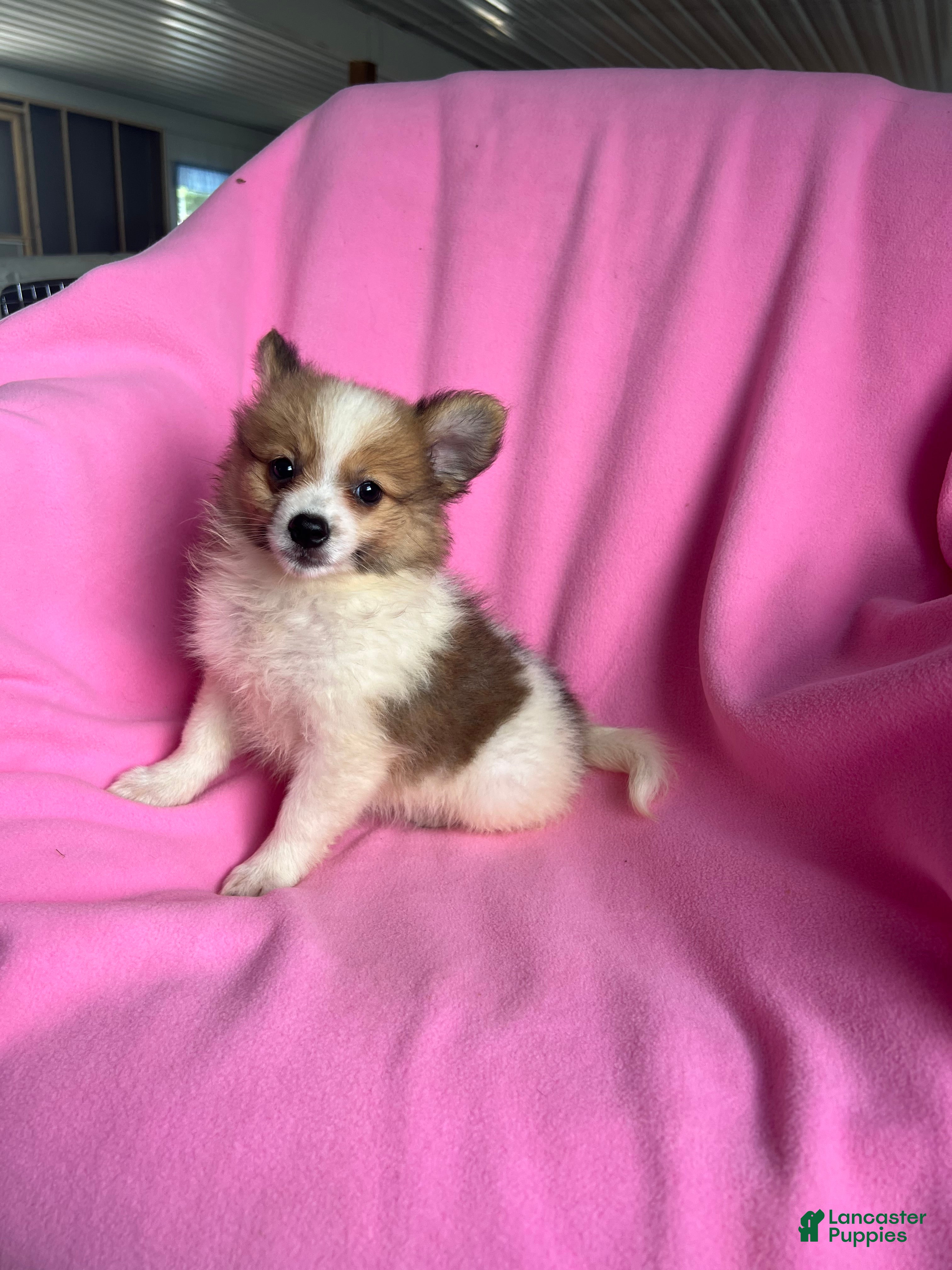 Pomeranian dogs Sally May - Ad 38
