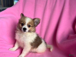 Pomeranian dogs Sally May - Ad 38