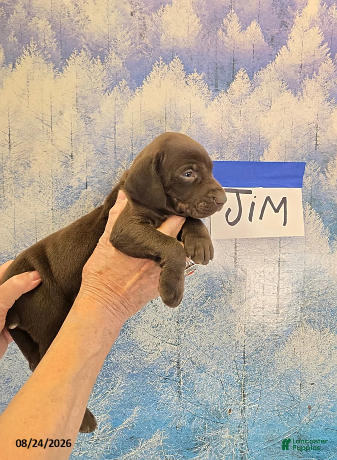 German Shorthaired Pointer dogs for sale: Jim - Ad 1