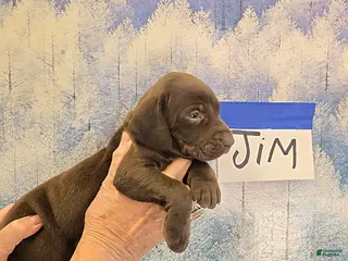 German Shorthaired Pointer dogs Jim - Ad 35