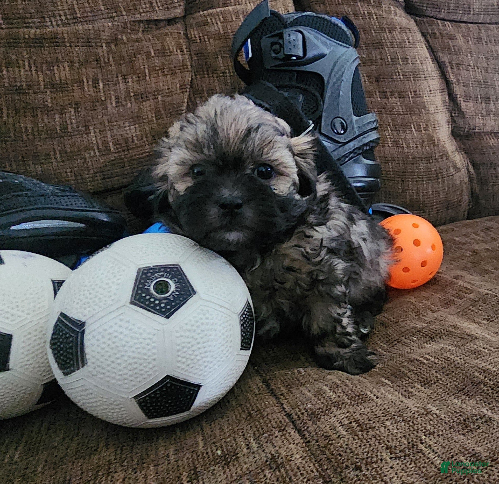 Shihpoo dogs IKARUS  - Ad 41