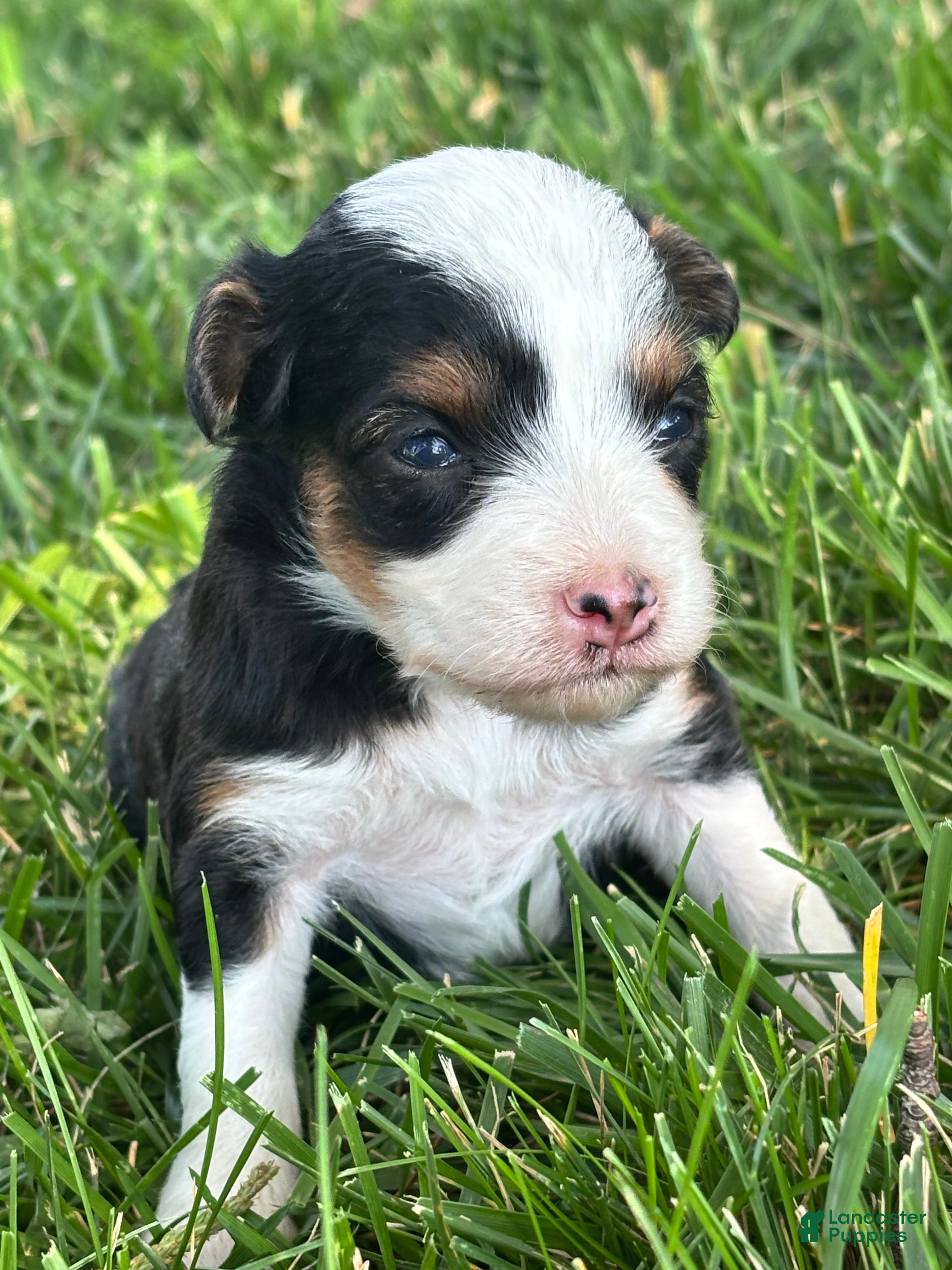 Mini Aussiedoodle dogs Mini Aussiedoodle 5 - Ad 2