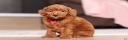 Miniature Poodle dogs for sale: Murphy (AKC) - Ad 4