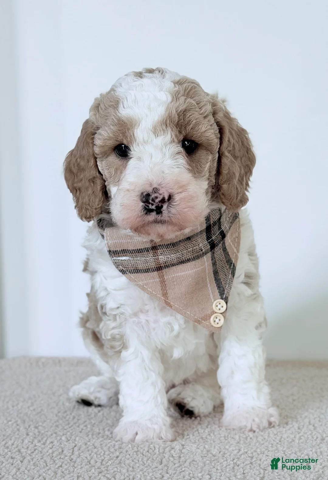 Mini Goldendoodle dogs for sale:  Clay-mini  - Ad 1