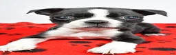 Boston Terrier dogs for sale: Cassidy - Ad 2