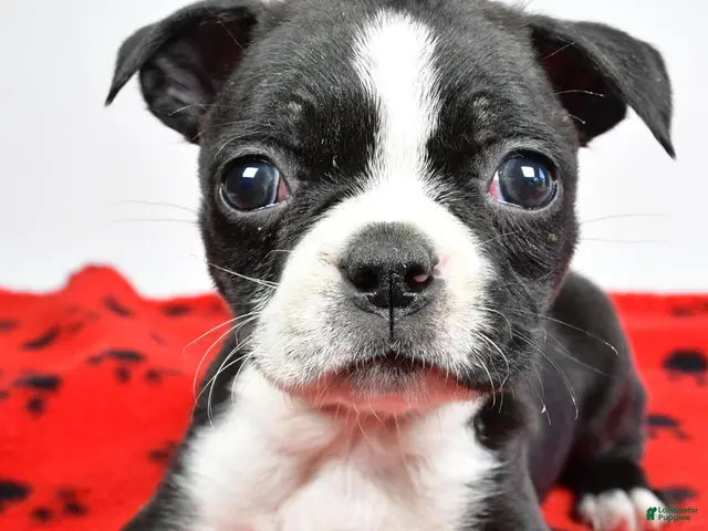 Boston Terrier dogs for sale: Cassidy - Ad 2