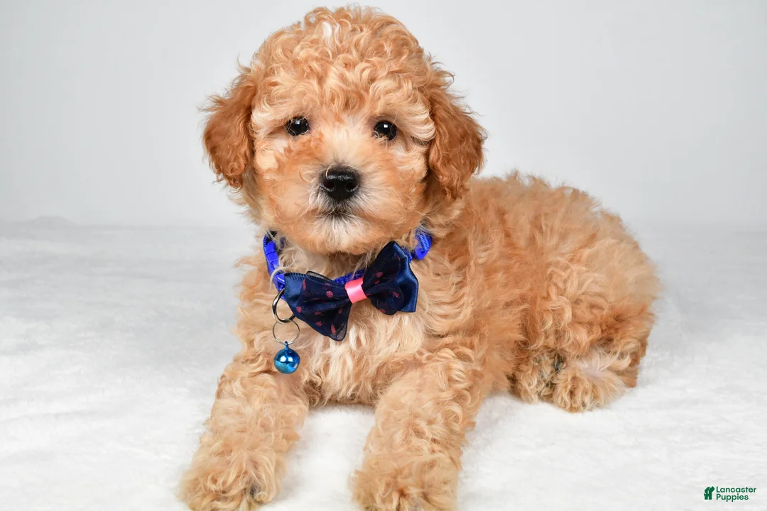 Miniature Poodle dogs for sale: Brady - Ad 1