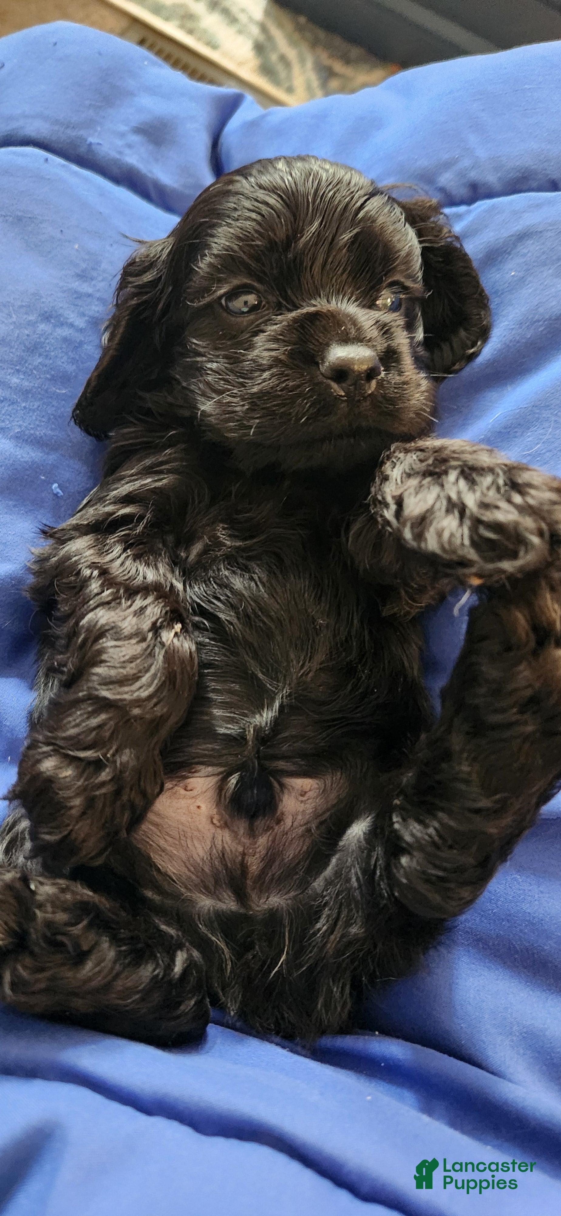 Cocker Spaniel dogs Cocker Spaniel 1 - Ad 1