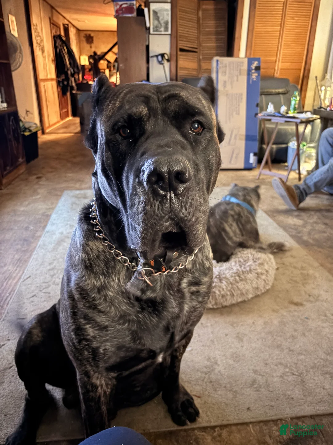 Mixed Breed dogs for sale: Smurf - Ad 7