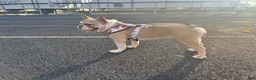 French Bulldog dogs for sale: Pibbles - Ad 2