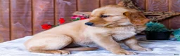 Golden Retriever dogs for sale: Lilac - Ad 4