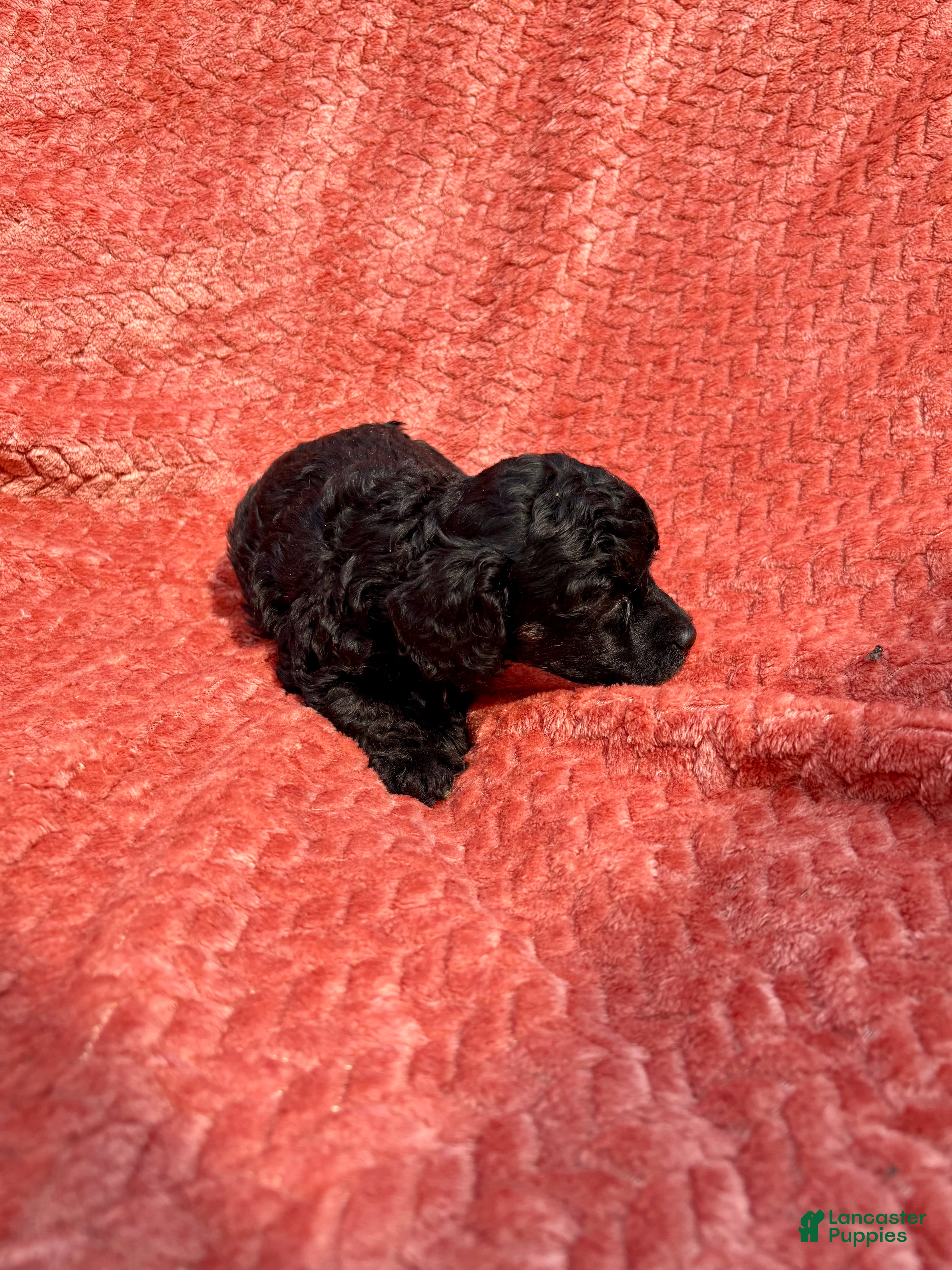 Mixed Breed dogs Akc mini poodle Breed 2 - Ad 2
