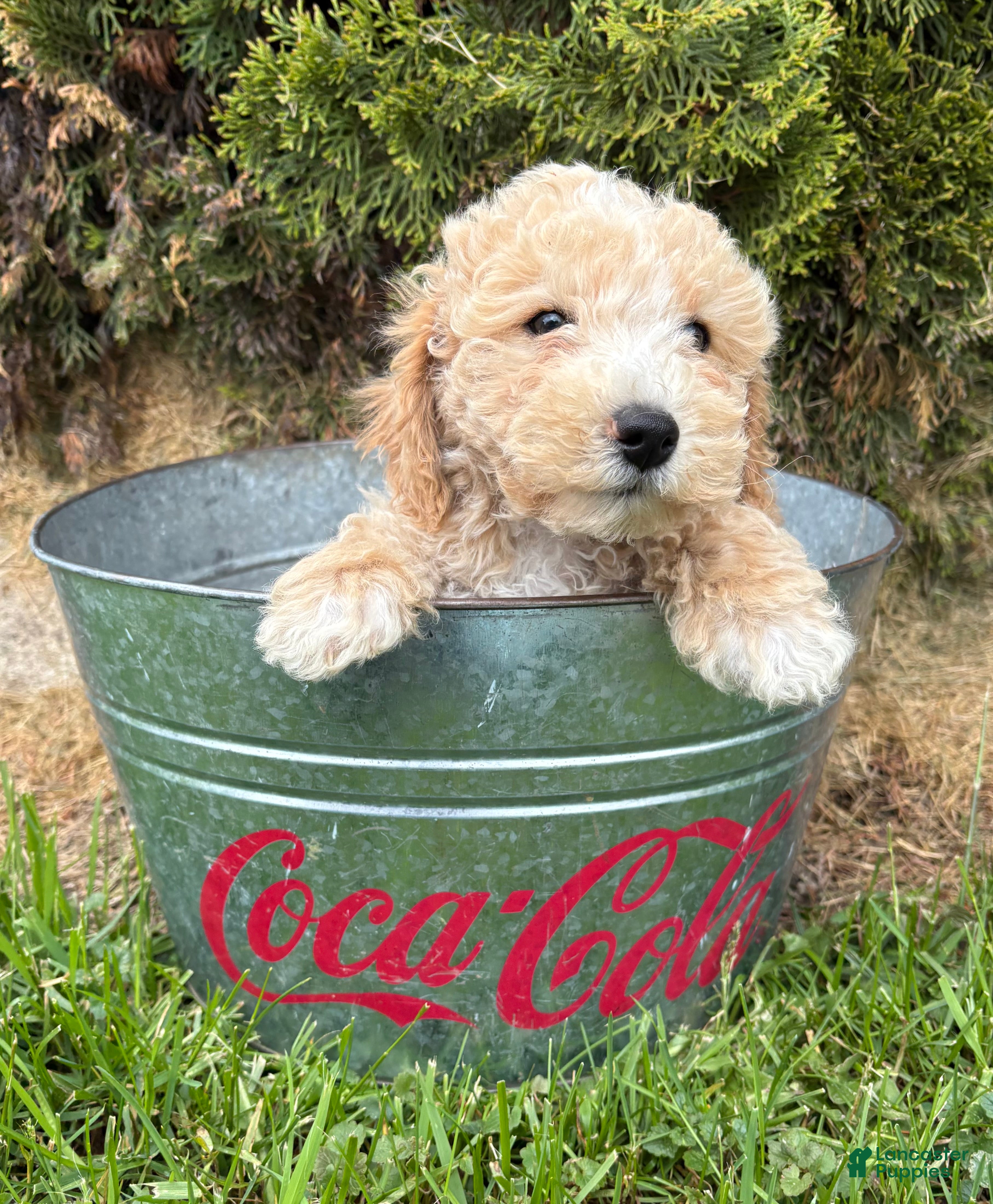 Bichpoo dogs Jack - Ad 2