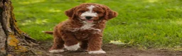 Cavapoo dogs for sale: Blaise Cavapoo  - Ad 10