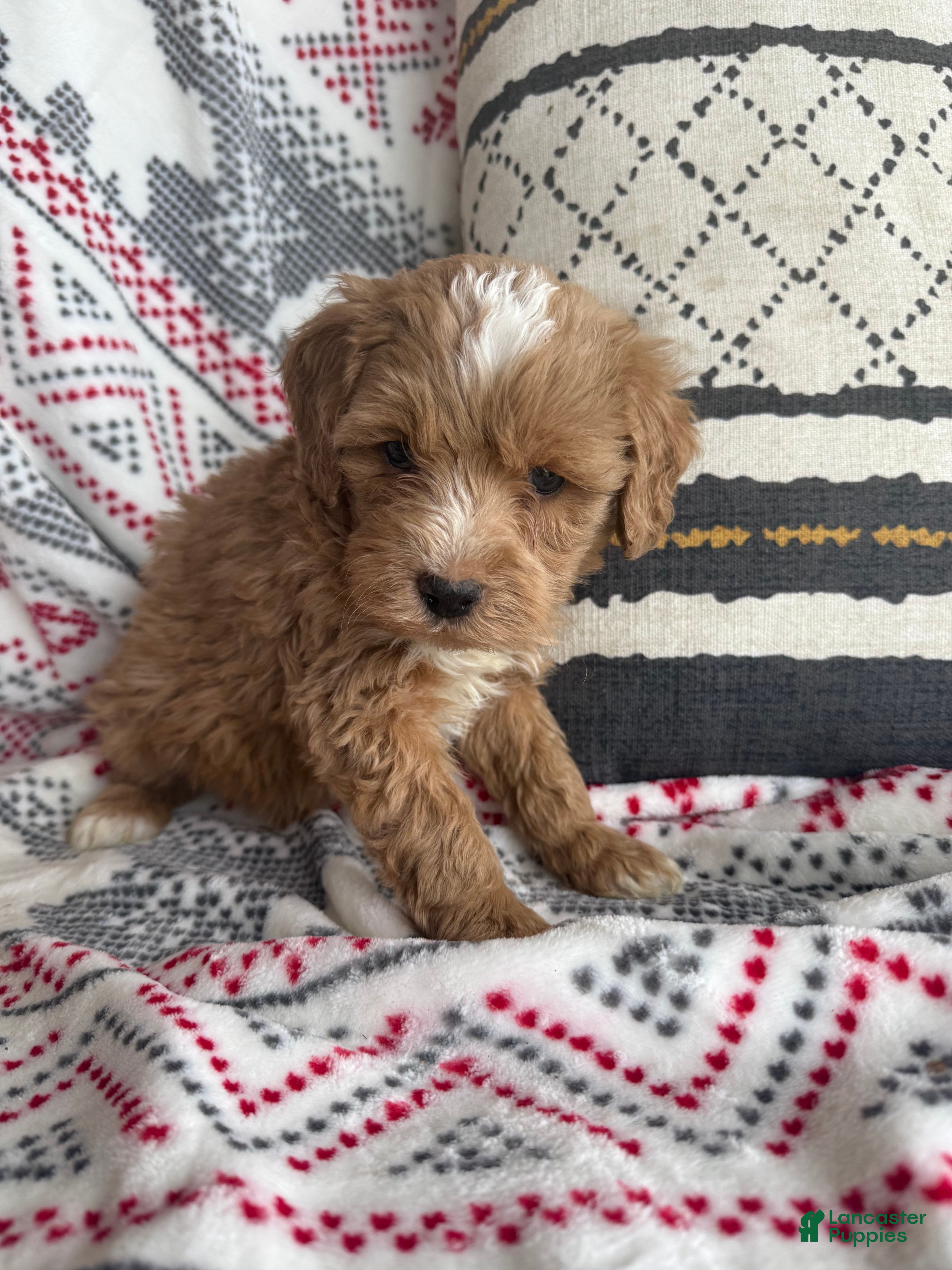 Mini Bernedoodle dogs Cooper - Ad 4